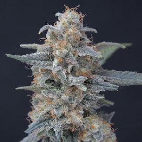 Honeyed Cream Dream > Pure Instinto